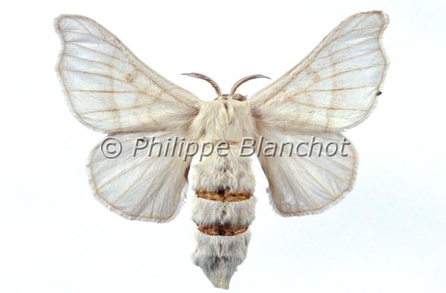 bombyx mori.JPG - Bombyx moriBombyx du murier malePapillon du vers à soieSilkwormLepidoptera, BombycidaeFrance